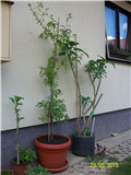 krumpirov grm - lat.Lycianthes rantonnetii, sinonim solanum rantonnetii)